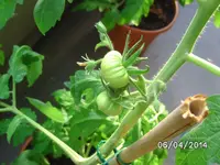 Junitomaten.webp