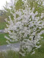 P1120112.webp