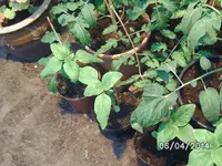 Sonnenblumen.webp