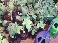 Sonnenblumen (2).webp