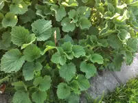 IMG_3375[1].webp