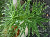 IMG_3377[1].webp