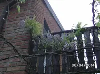 Blauregen.webp