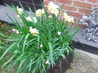 Vorgarten (3).webp