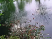 Gänse.webp