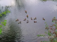 Gänse (2).webp