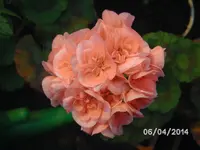 Blüte.webp