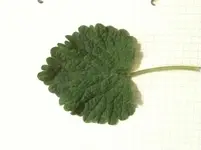 IMG_3384[1].webp
