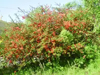 PICT0002.webp