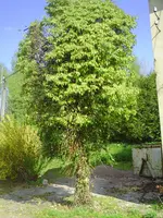 PICT0014.webp