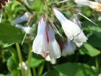 CIMG7243.webp
