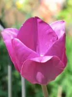 CIMG7242.webp