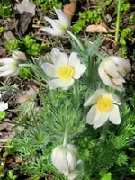 CIMG7241.webp