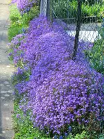 CIMG7236.webp