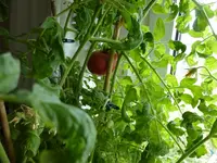 RH-Steckling-Frucht-13-4-14_B.webp