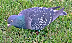 Copy of R+P (14)v.webp