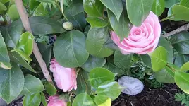 001.webp