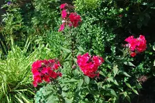 Phlox dunkelrot 08.09.webp