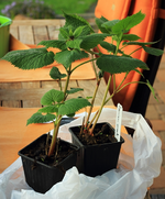 RiesenTaubnessel_Lamium orvala_640.webp
