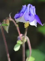 Akelei 140414.webp