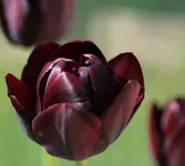 Tulpe dunkelrot 140414.webp