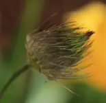 verbluehte Kuhschelle.webp
