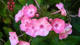 DSCN5359.webp