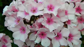DSCN5360.webp