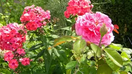 DSCN5419.webp