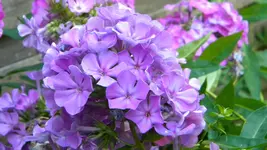 DSCN5363.webp