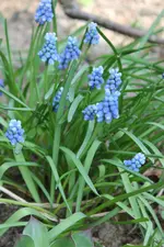Muscarie hellblau.webp