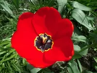 SAM_1306.webp