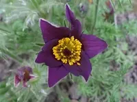 SAM_1321.webp