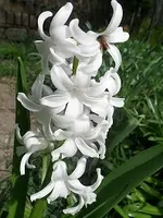 SAM_1329.webp