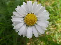 SAM_1331.webp