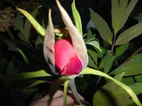 P1030824.webp