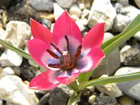 DSCN6977.webp