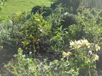 SAM_3517.webp