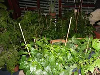 SAM_2062.webp