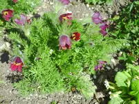 PICT0004.webp