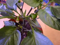 Paprikas11.webp