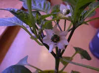 Paprikas10.webp