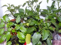 Paprikas8.webp