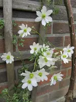 early sensation april.webp