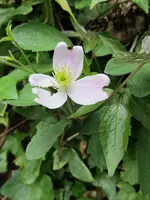 clematis.webp