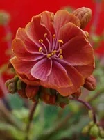 BlmnMakro (4).webp