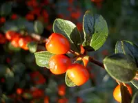 Copy of Beeren (1)v.webp