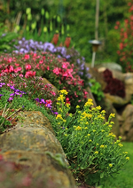 bepflanzte Feldsteinmauer_Felsensteinkraut_Phlox_500.webp