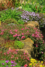 verschiedene Phlox auf Feldsteinmauer_500.webp