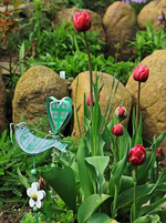 pinke gefüllte Tulpe_500.webp